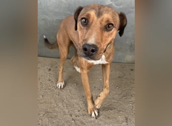 Falk, geb. ca. 02/2024, lebt in GRIECHENLAND, auf einer privaten Pflegestelle