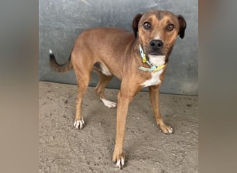 Falk, geb. ca. 02/2024, lebt in GRIECHENLAND, auf einer privaten Pflegestelle