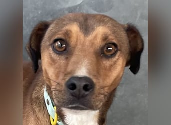 Falk, geb. ca. 02/2024, lebt in GRIECHENLAND, auf einer privaten Pflegestelle