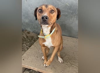 Falk, geb. ca. 02/2024, lebt in GRIECHENLAND, auf einer privaten Pflegestelle