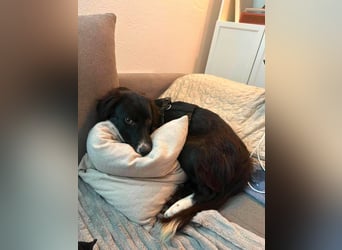 Marla auf Pflegestelle in 04158 Leipzig