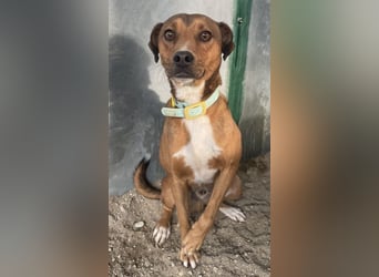 Falk, geb. ca. 02/2024, lebt in GRIECHENLAND, auf einer privaten Pflegestelle