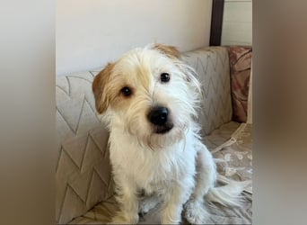 Muzie – freundlich, aufgeschlossen, möchte gefallen 