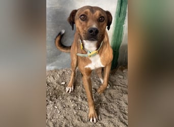 Falk, geb. ca. 02/2024, lebt in GRIECHENLAND, auf einer privaten Pflegestelle