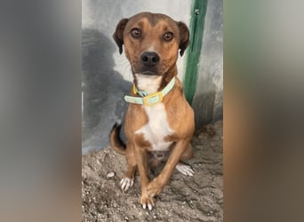 Falk, geb. ca. 02/2024, lebt in GRIECHENLAND, auf einer privaten Pflegestelle