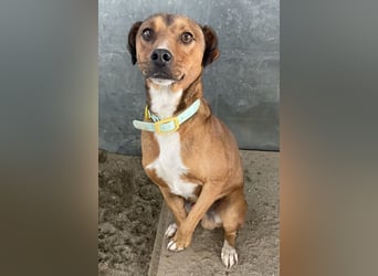 Falk, geb. ca. 02/2024, lebt in GRIECHENLAND, auf einer privaten Pflegestelle