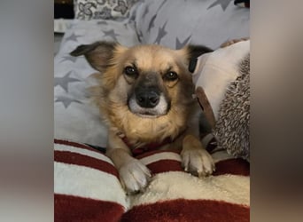 Polly – kleine, schlaue Menschenfreundin ❤️