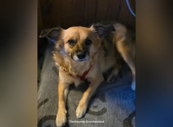 Polly – kleine, schlaue Menschenfreundin ❤️