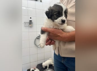 Gracie Mischlingshündin 2 Monate alt in Griechenland