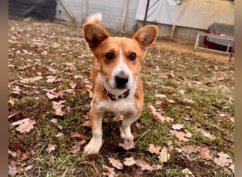 Cody Corgimischling Rüde ca. 4,5 Jahre alt in Ungarn