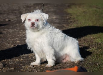 Susy kleine Mischlingshündin ca. 2,5 Jahre alt in Ungarn