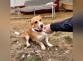 Cody Corgimischling Rüde ca. 4,5 Jahre alt in Ungarn
