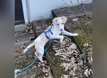 Rea Mischlingshündin ca. 6 Monate alt in 72667 Schlaitdorf