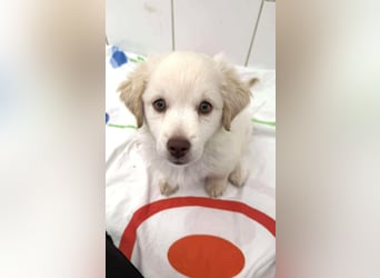 Coolio Kokonimix Rüde ca. 3 Monate alt in Griechenland