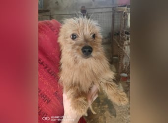 Pumuckl Mischlingsrüde ca. 1 Jahr alt in Ungarn