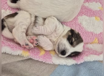 Pippa Mischlingshündin 2 Monate alt in Griechenland
