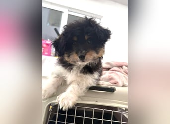 Elvis Kokonimix Rüde ca. 3 Monate alt in Griechenland