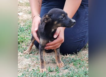 Ribi Mischlingshündin 3 Monate alt in Ungarn