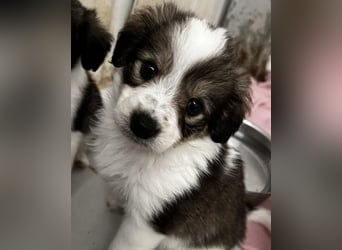 Pippa Mischlingshündin 2 Monate alt in Griechenland