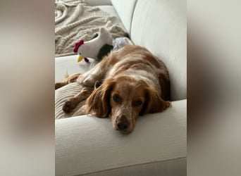 Hilde Mischlingshündin ca. 3 Jahre alt in 74831 Gundelsheim