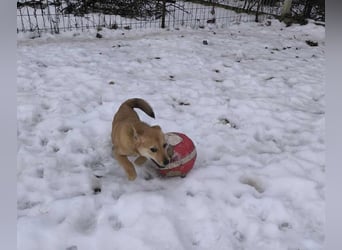 Keiko Mischlingshündin ca. 4 Monate alt in Ungarn