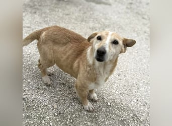 Margariti kleine Mischlingshündin ca. 12 Jahre alt in Griechenland