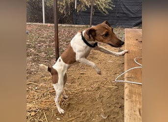 Alize Foxterriermischling Hündin ca. 6-7 Jahre alt in Ungarn