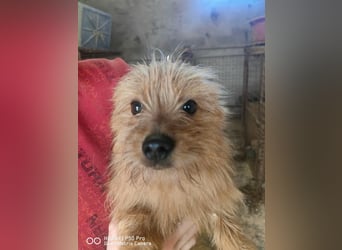 Pumuckl Mischlingsrüde ca. 1 Jahr alt in Ungarn