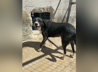 Pirat lieber Mischlingsrüde ca. 9,5 Jahre alt in Griechenland