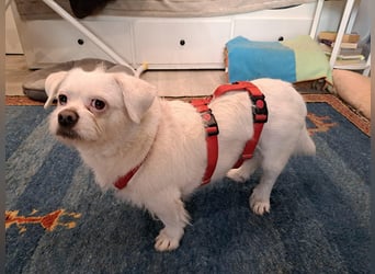 Susy kleine Mischlingshündin ca. 4 - 6 Jahre alt in 97318 Kitzingen