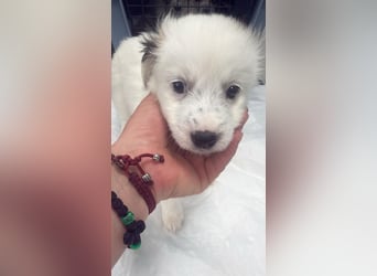 Coco Mischlingshündin 2 Monate alt in Griechenland
