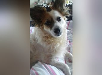 Sally Kokonimix Hündin ca. 2 Monate alt in Griechenland