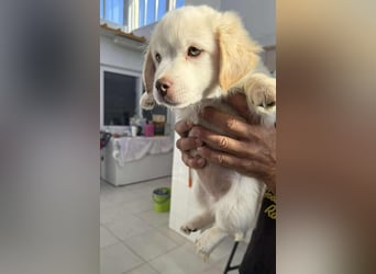 Coolio Kokonimix Rüde ca. 3 Monate alt in Griechenland