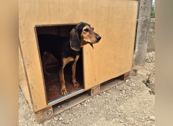 Biene Mischlingshündin ca. 2,5 Jahre alt in Griechenland