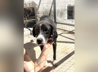 Pirat lieber Mischlingsrüde ca. 9,5 Jahre alt in Griechenland