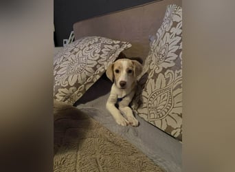 Rea Mischlingshündin ca. 6 Monate alt in 72667 Schlaitdorf