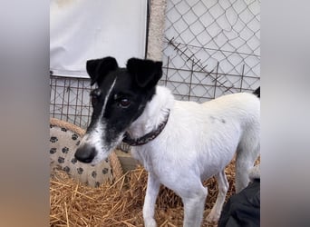 Penelope Foxterriermischling Hündin ca. 6 Jahre alt in Ungarn