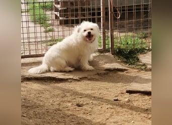 Susy kleine Mischlingshündin ca. 2,5 Jahre alt in Ungarn