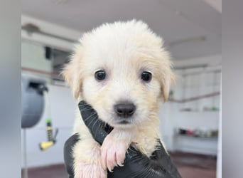 Nala Mischlingshündin ca. 2,5 Monate alt in Griechenland