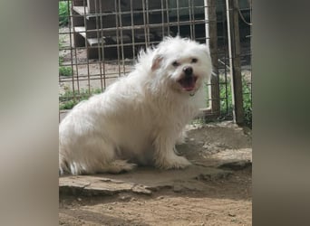Susy kleine Mischlingshündin ca. 2,5 Jahre alt in Ungarn