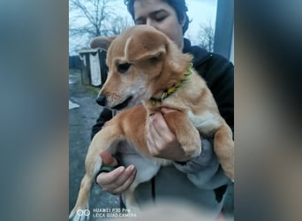 Keiko Mischlingshündin ca. 4 Monate alt in Ungarn