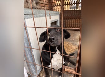 Dolly Mischlingshündin ca. 4,5 Jahre alt in Ungarn
