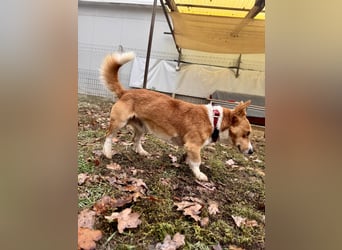 Cody Corgimischling Rüde ca. 4,5 Jahre alt in Ungarn