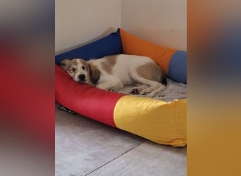 Elfie Mischlingshündin 4 Monate alt in 41751 Viersen