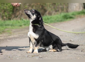 Tico kleiner Mischlingsrüde ca. 2,5 Jahre alt in Ungarn