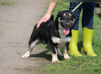 Tico kleiner Mischlingsrüde ca. 2,5 Jahre alt in Ungarn