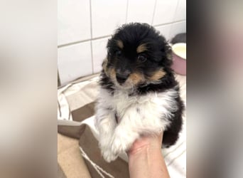 Elvis Kokonimix Rüde ca. 3 Monate alt in Griechenland