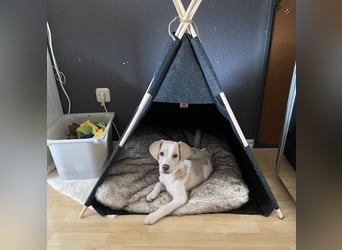 Rea Mischlingshündin ca. 6 Monate alt in 72667 Schlaitdorf