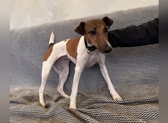 Alize Foxterriermischling Hündin ca. 6-7 Jahre alt in Ungarn