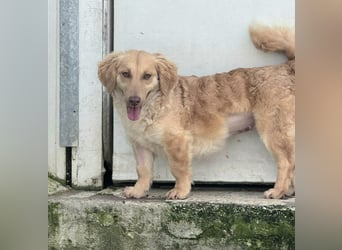 Wilma Kokonimischling Hündin ca. 1 ,3 Jahre alt in Griechenland